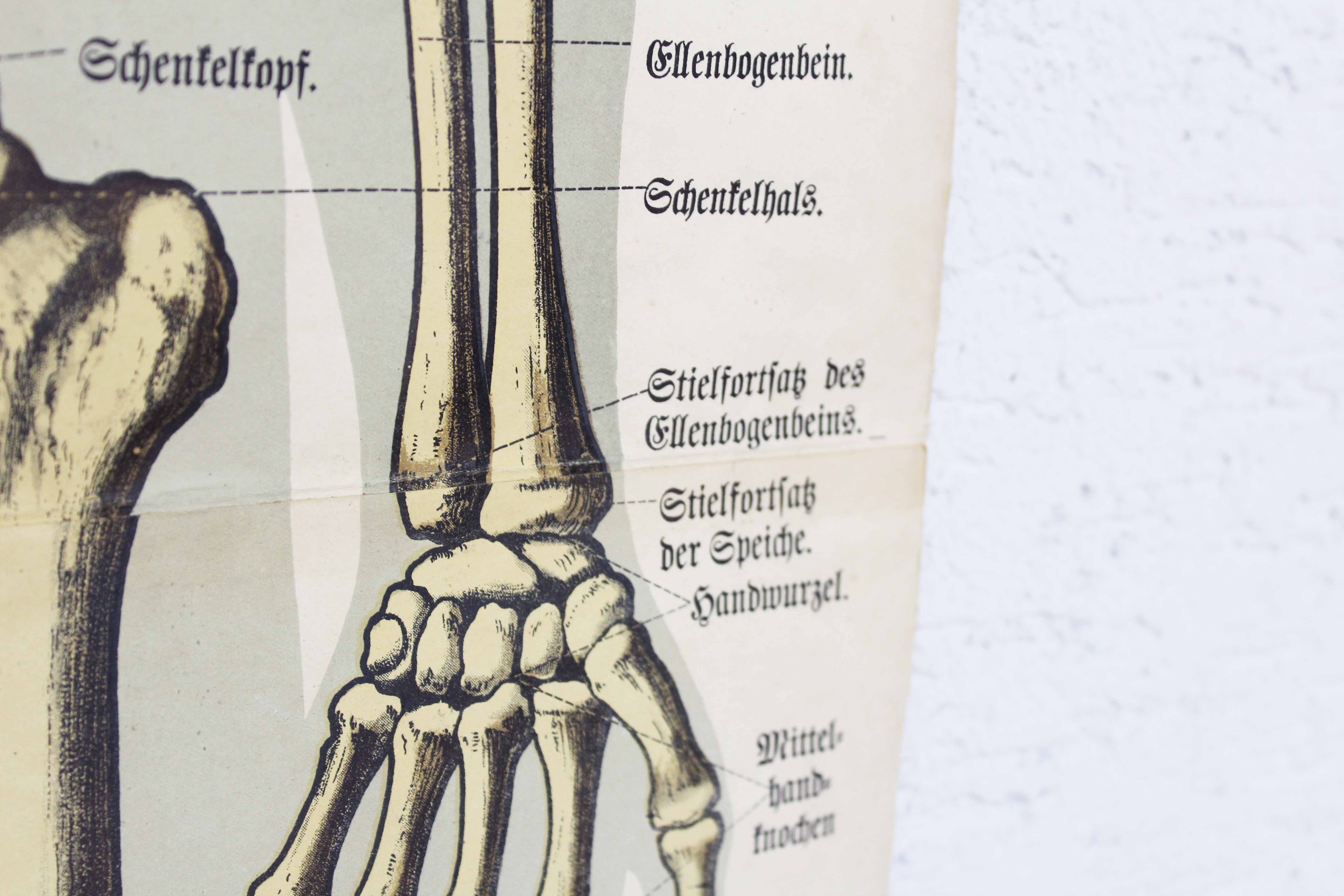 Anatomy poster XIXeme