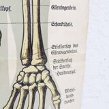 Anatomy poster XIXeme