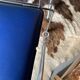 Lot de quatre chaises bleues aux courbes design