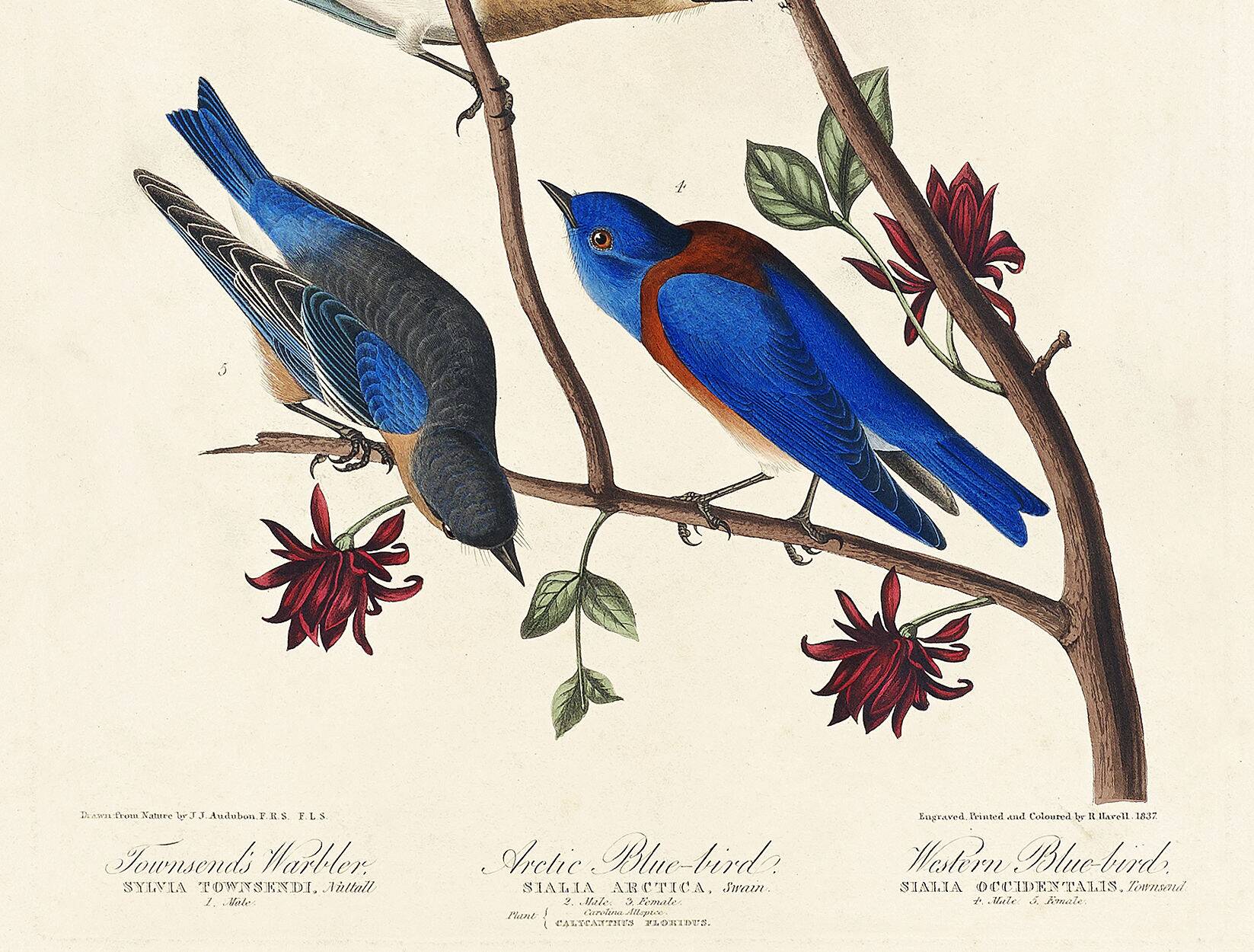 Poster about bluebirds and Townsend's warbler, after an engraving