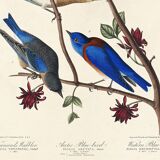 Poster about bluebirds and Townsend's warbler, after an engraving