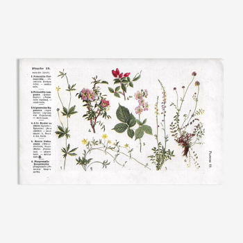 Small botanical plate n°19