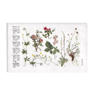 Small botanical plate n°19