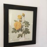 Redoute"Rosa sulfurea botanical plank