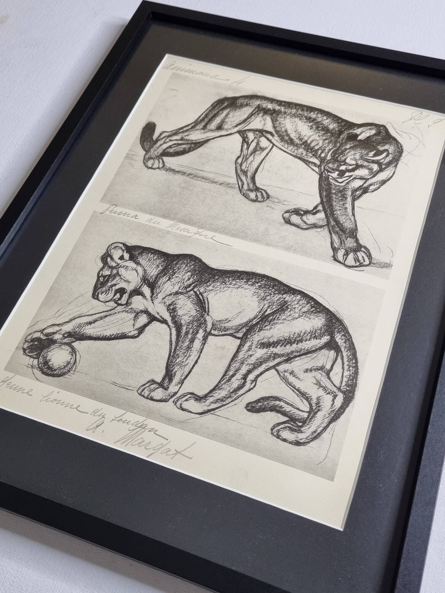 Illustrated plate – Studies of felines – André Margat – 1930 – 40 x 30 cm