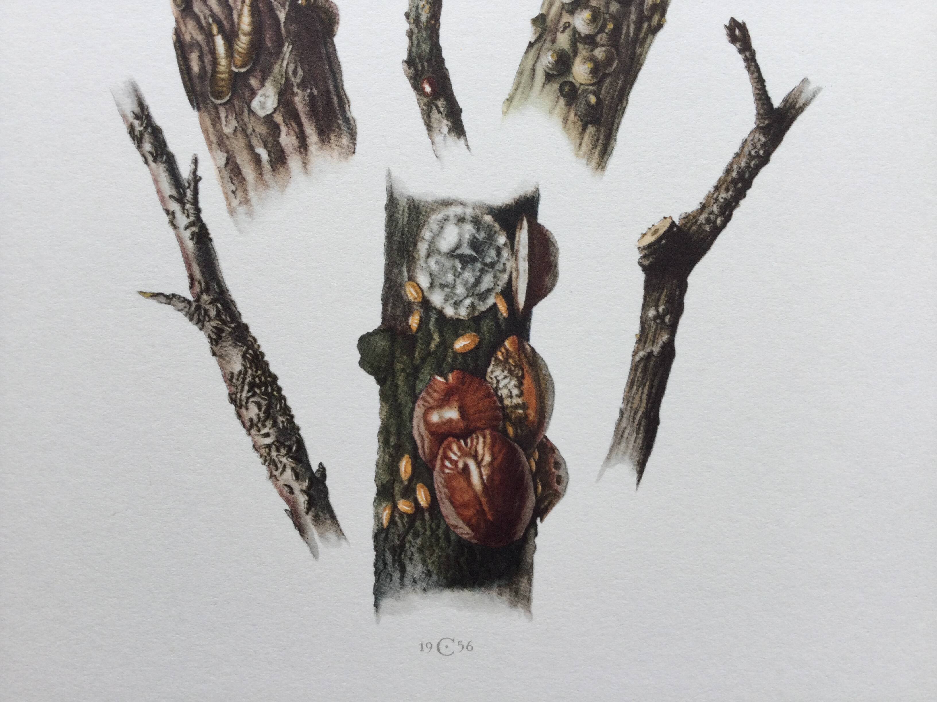 Antique illustration "insects", Vintage print, Cochineal, 1960s