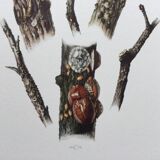 Antique illustration "insects", Vintage print, Cochineal, 1960s