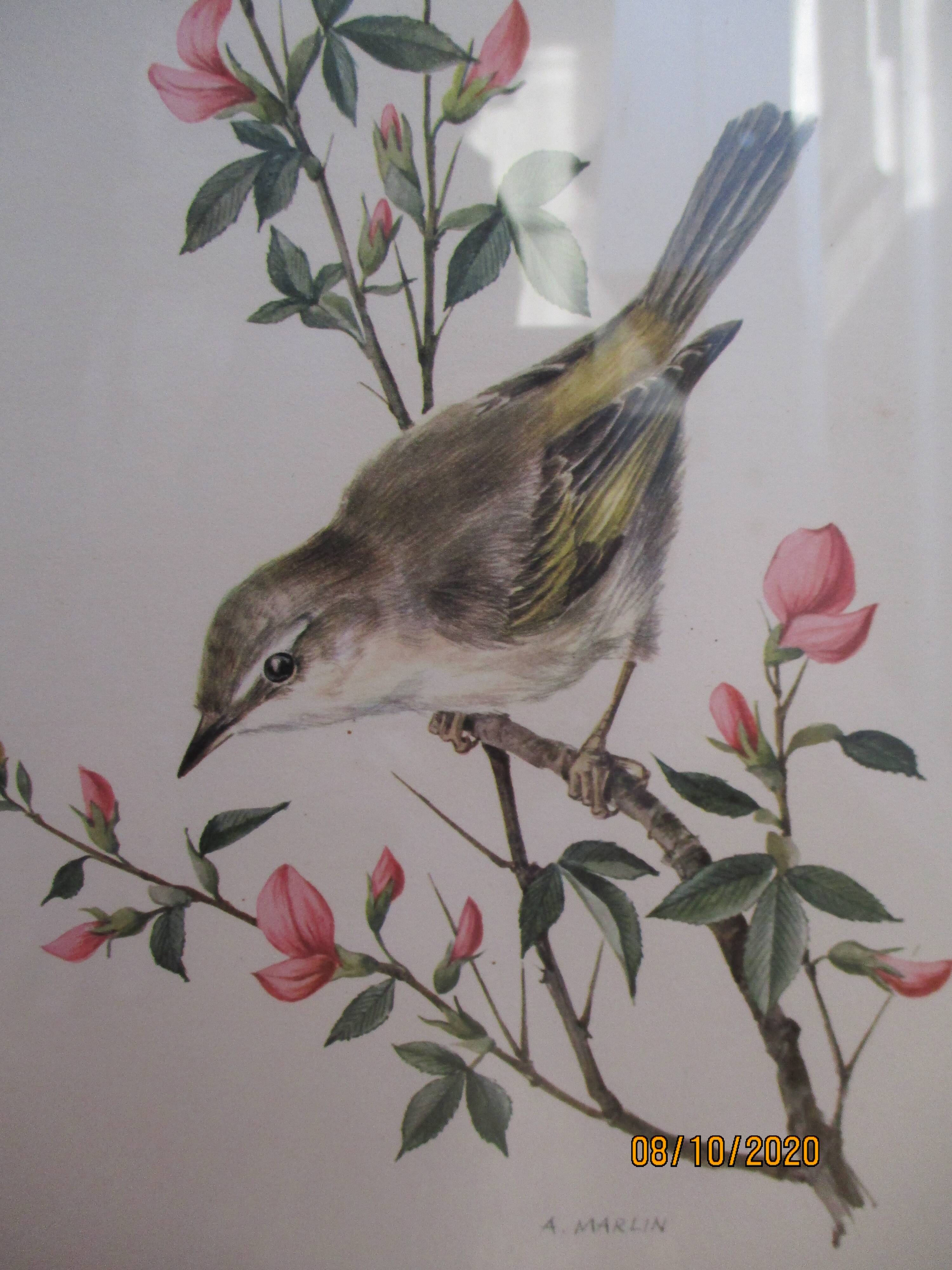 Bird lithographs by Marlin 1950