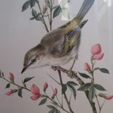Bird lithographs by Marlin 1950