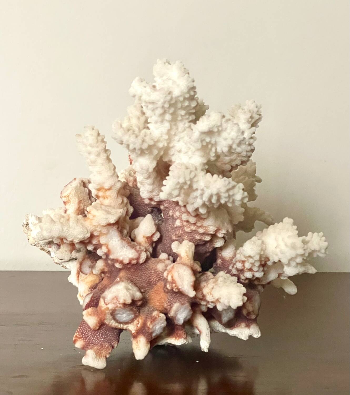 Natural branching coral.