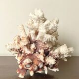 Natural branching coral.