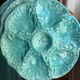 Gien oyster plates in slipware