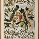 Lithograph on birds (parrot) - 1900