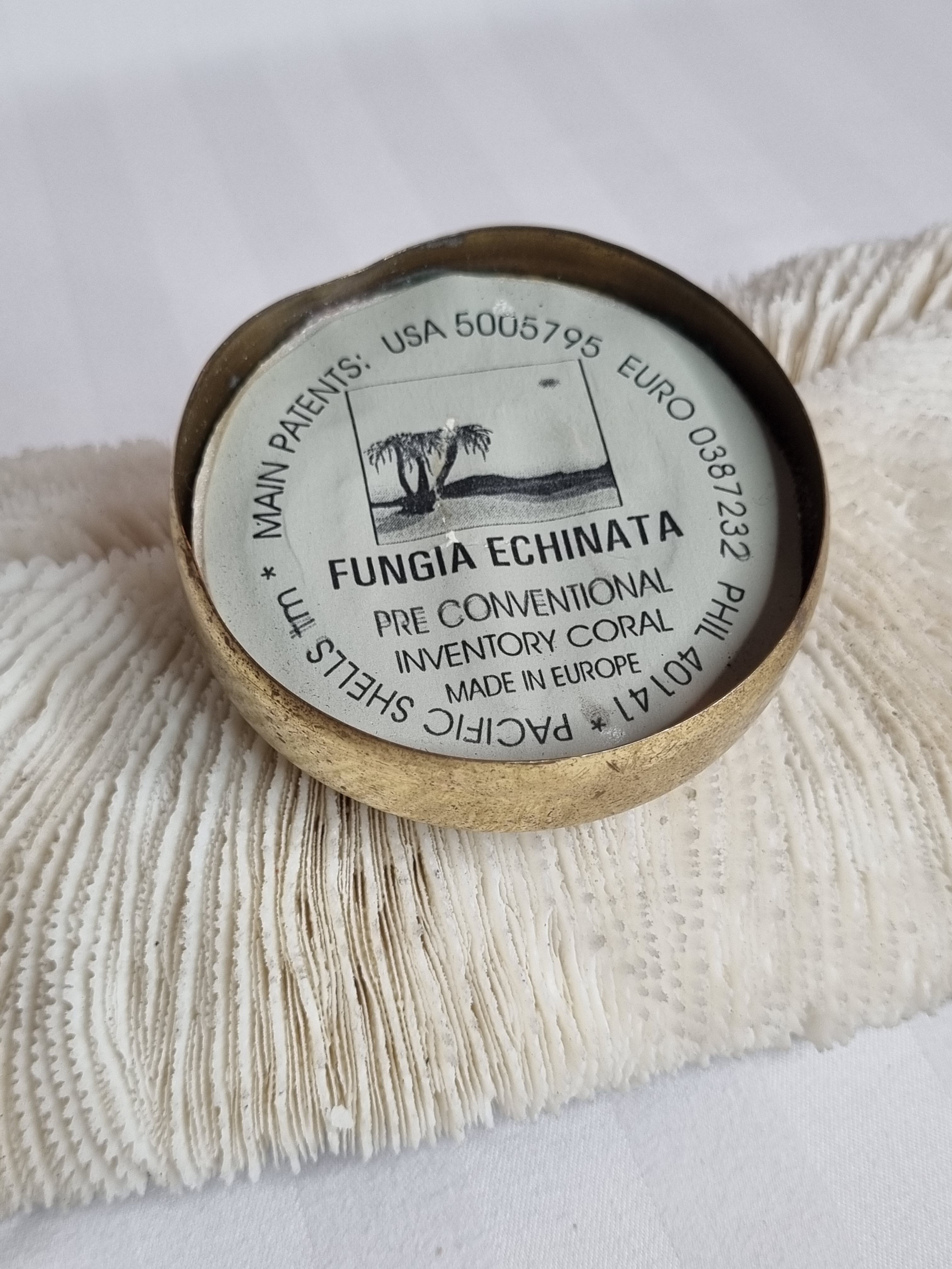 Old white coral on brass base "Pacific Shell", 28 cm