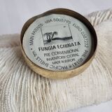 Old white coral on brass base "Pacific Shell", 28 cm