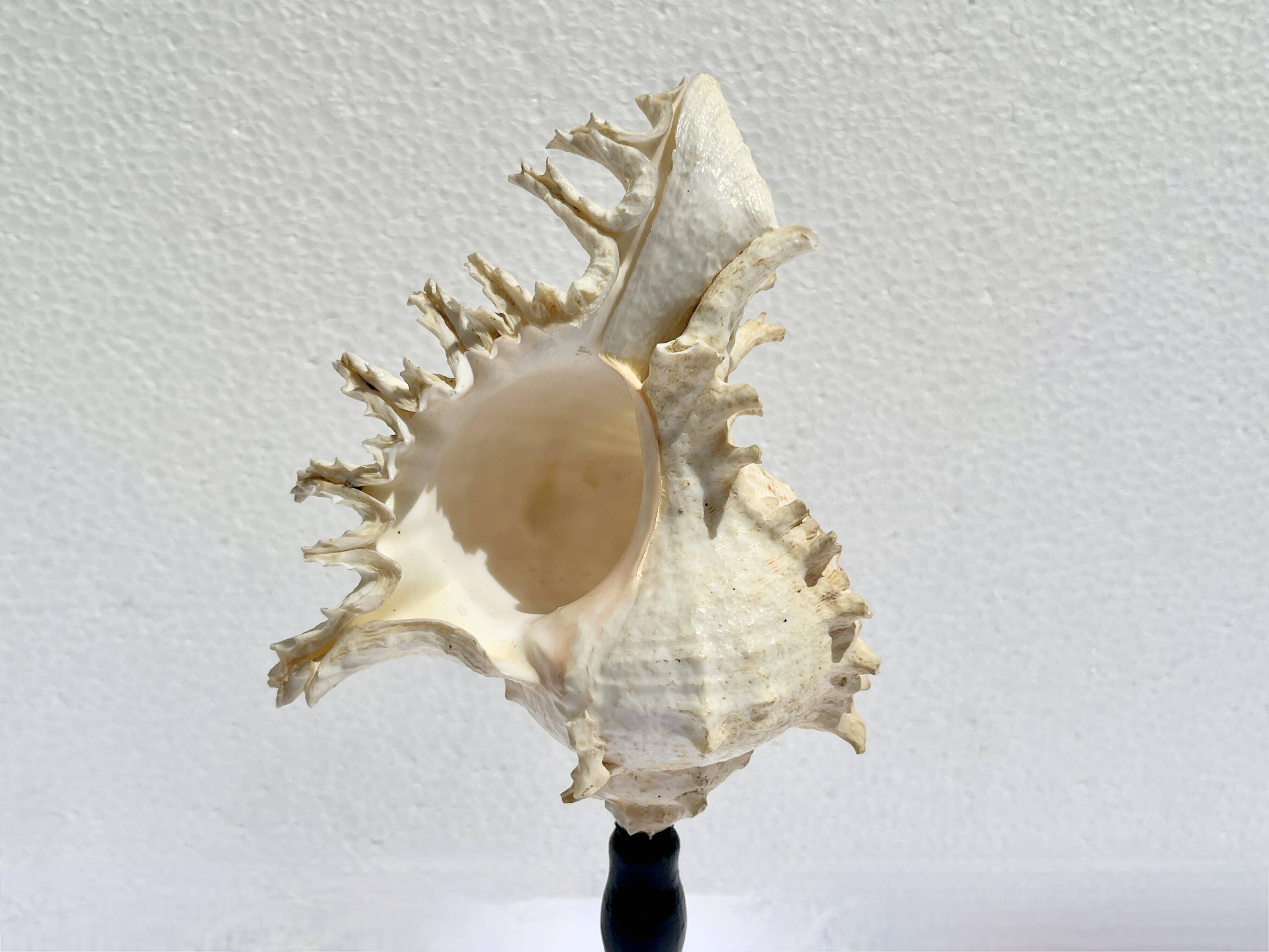 Old Murex Ramosus shell on turned wooden base Napoleon III 19th century cabinet of curiosities