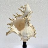 Old Murex Ramosus shell on turned wooden base Napoleon III 19th century cabinet of curiosities