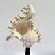 Old Murex Ramosus shell on turned wooden base Napoleon III 19th century cabinet of curiosities