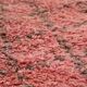 Pink Vintage Moroccan Rug 204 x 340 cm - Berber Wool Rug - Handmade Rug Boh