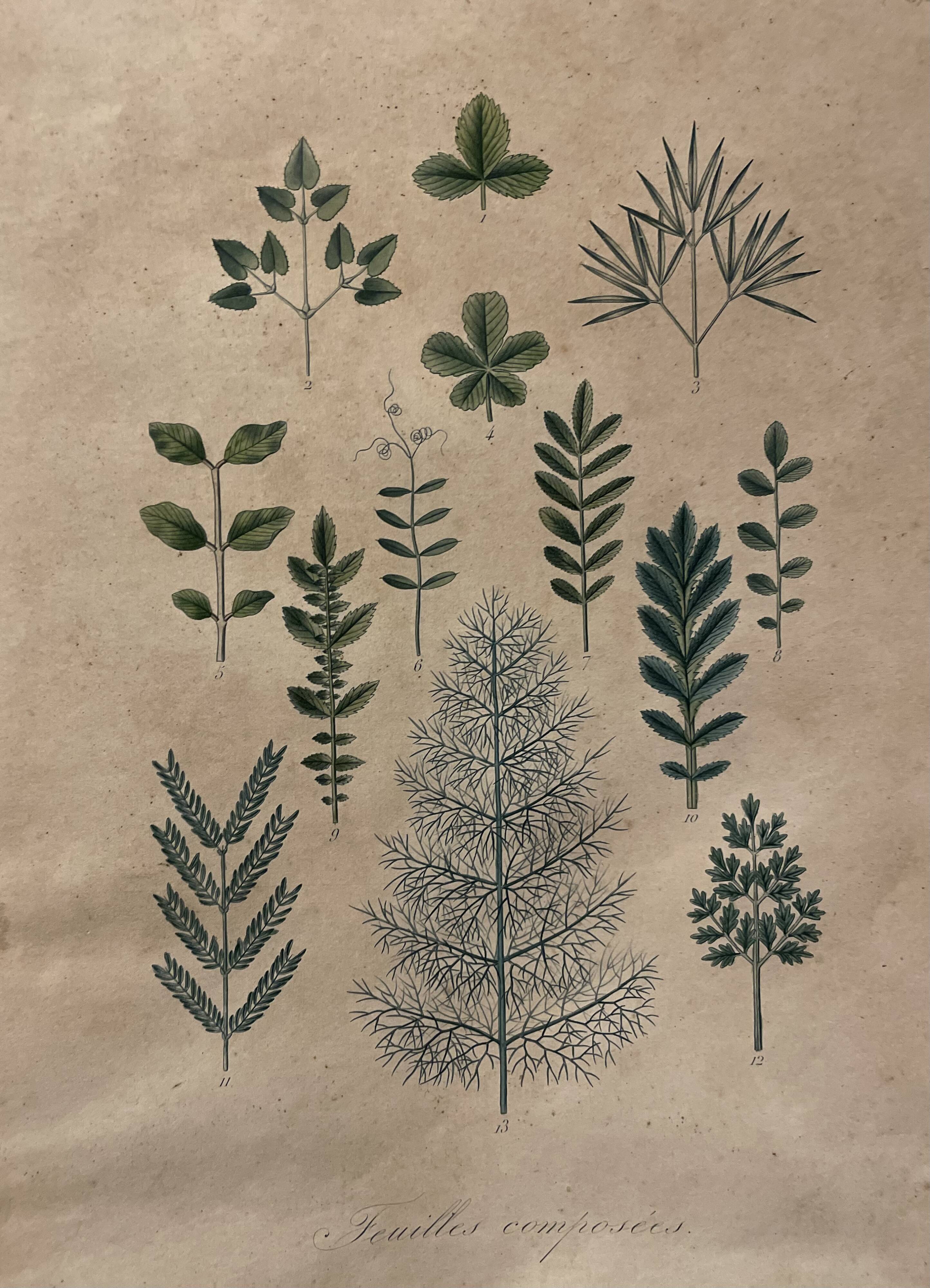 Gravure de botanique XIXème, type herbier