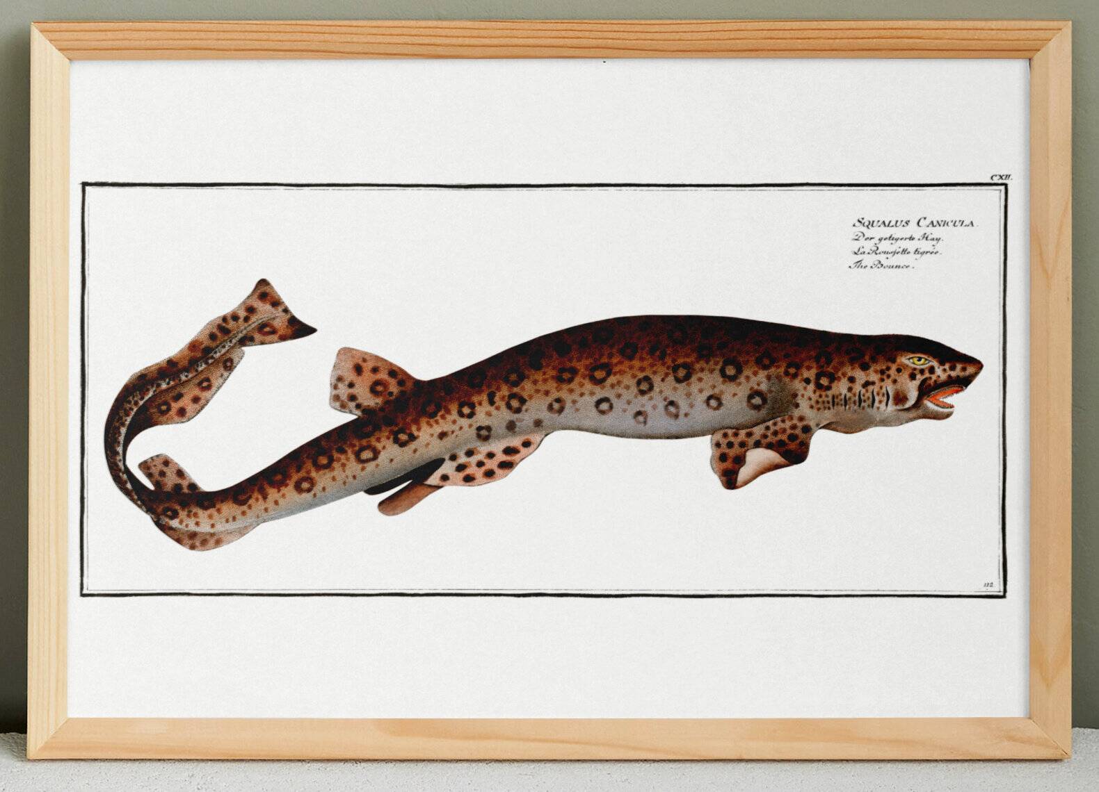 Poster about the flying fox, based on an old engraving from 1746.