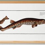 Poster about the flying fox, based on an old engraving from 1746.