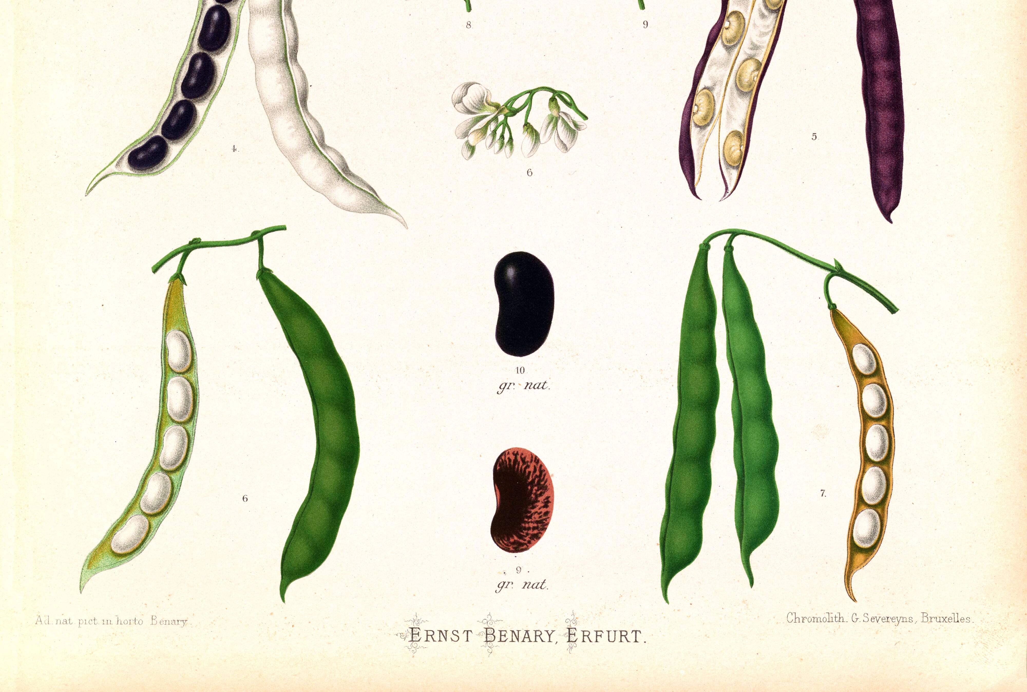 Poster on varieties of broad beans, based on an old engraving from 1886.