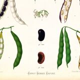 Poster on varieties of broad beans, based on an old engraving from 1886.