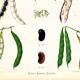 Poster on varieties of broad beans, based on an old engraving from 1886.