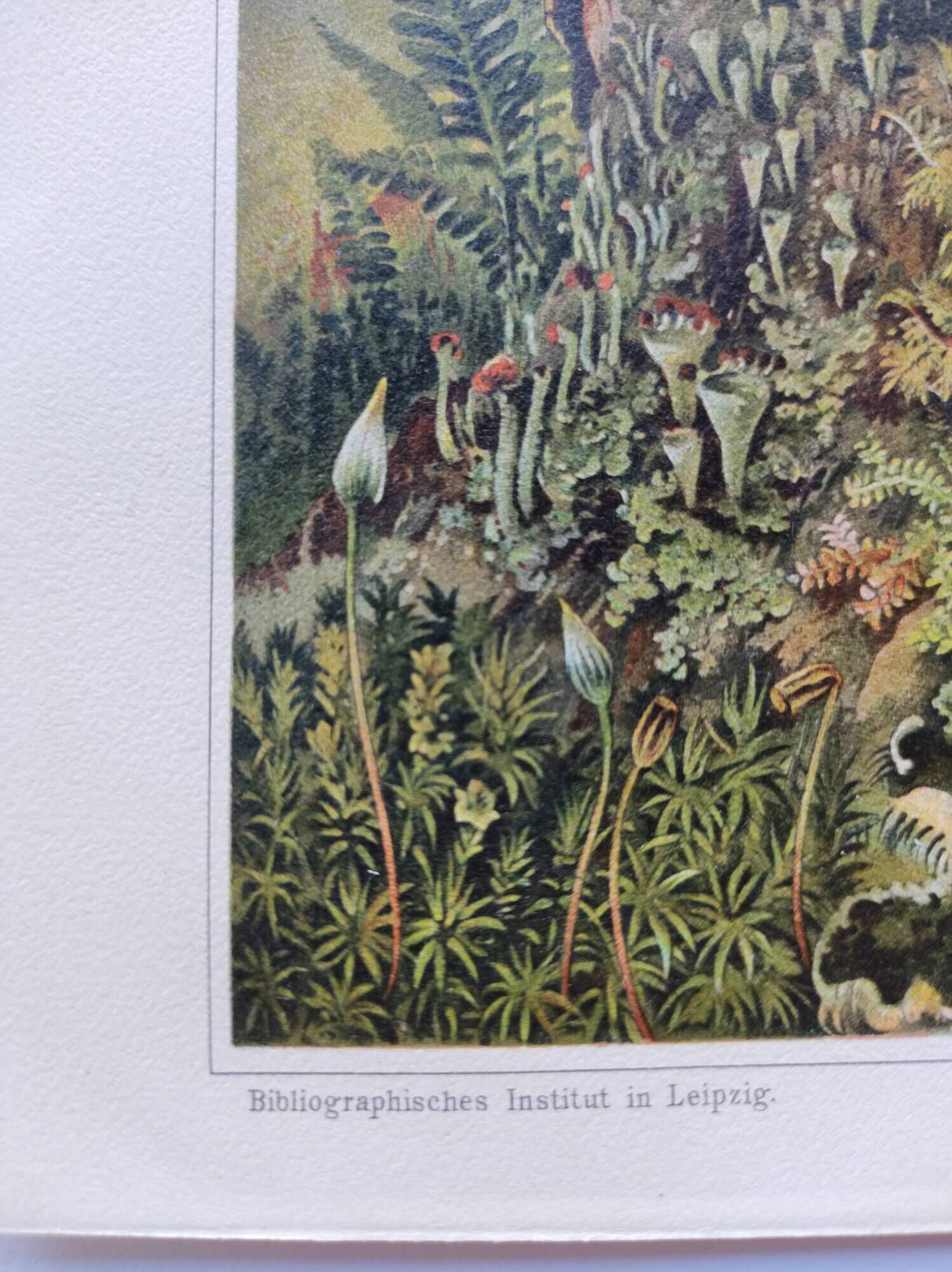 Small Engraving from 1909 - The forest and its soil - Old German plate - Chromolithograph