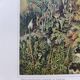 Small Engraving from 1909 - The forest and its soil - Old German plate - Chromolithograph