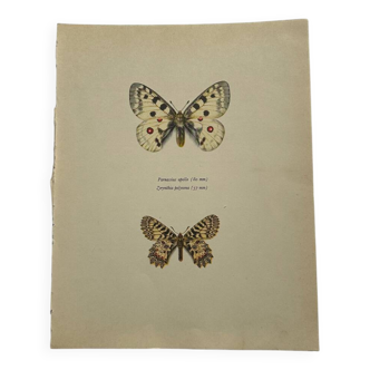 Antique butterfly engraving vintage botanical naturalist plate