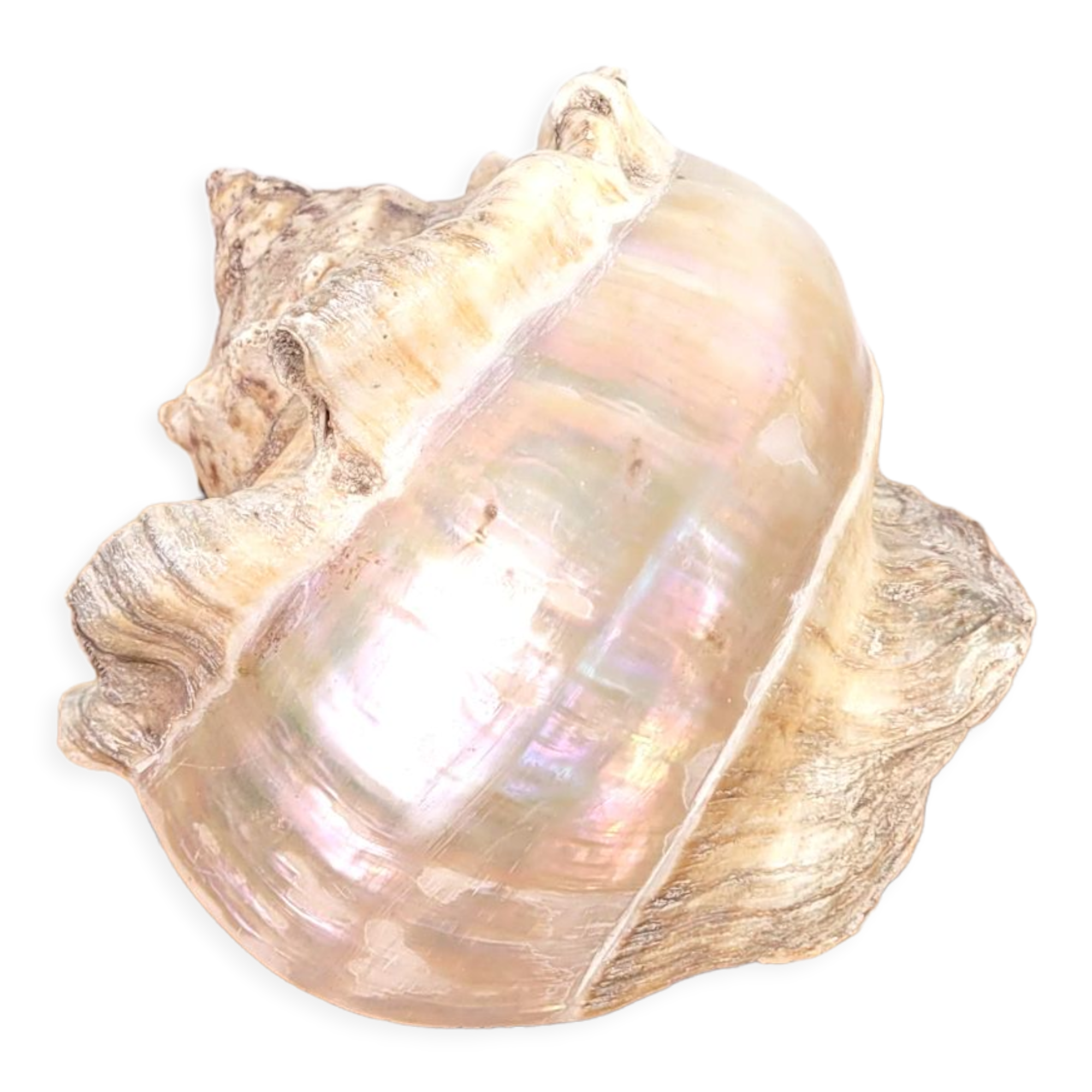 Large white mother-of-pearl shell