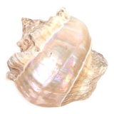 Large white mother-of-pearl shell