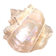 Large white mother-of-pearl shell