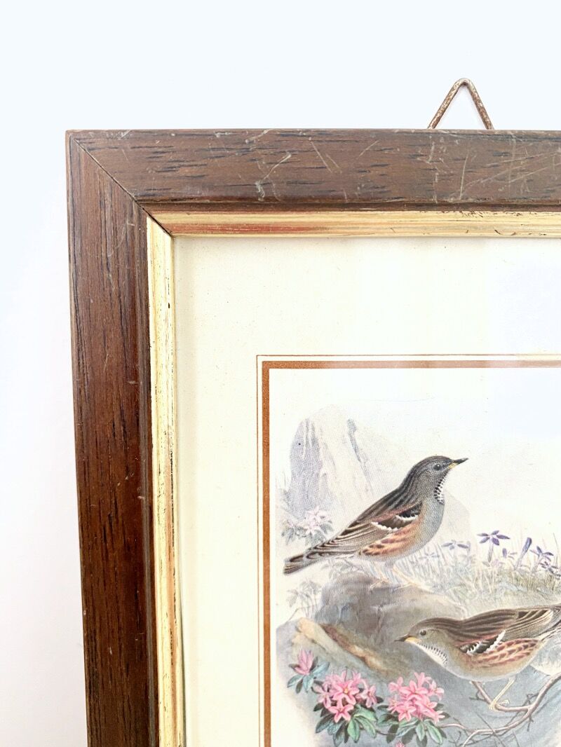 Set of three ornithological frames