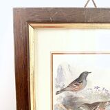 Set of three ornithological frames