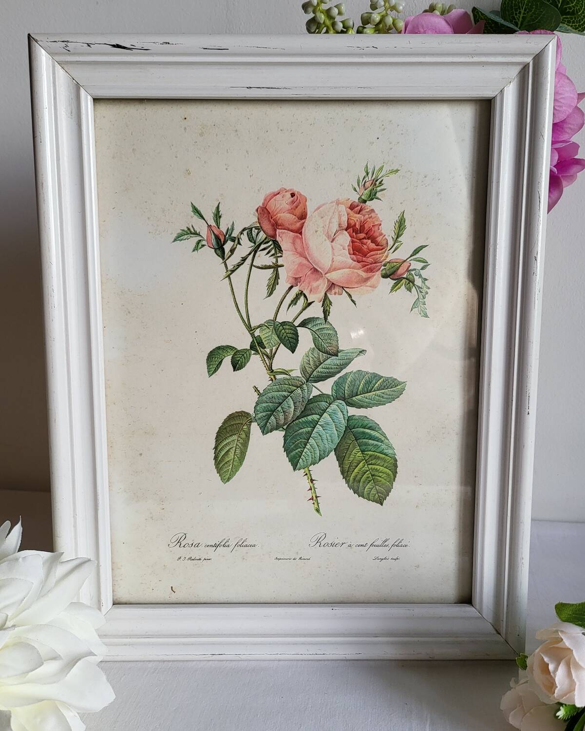 PJ Redouté - illustration botanique - Rosier à cent feuilles, Imp de R