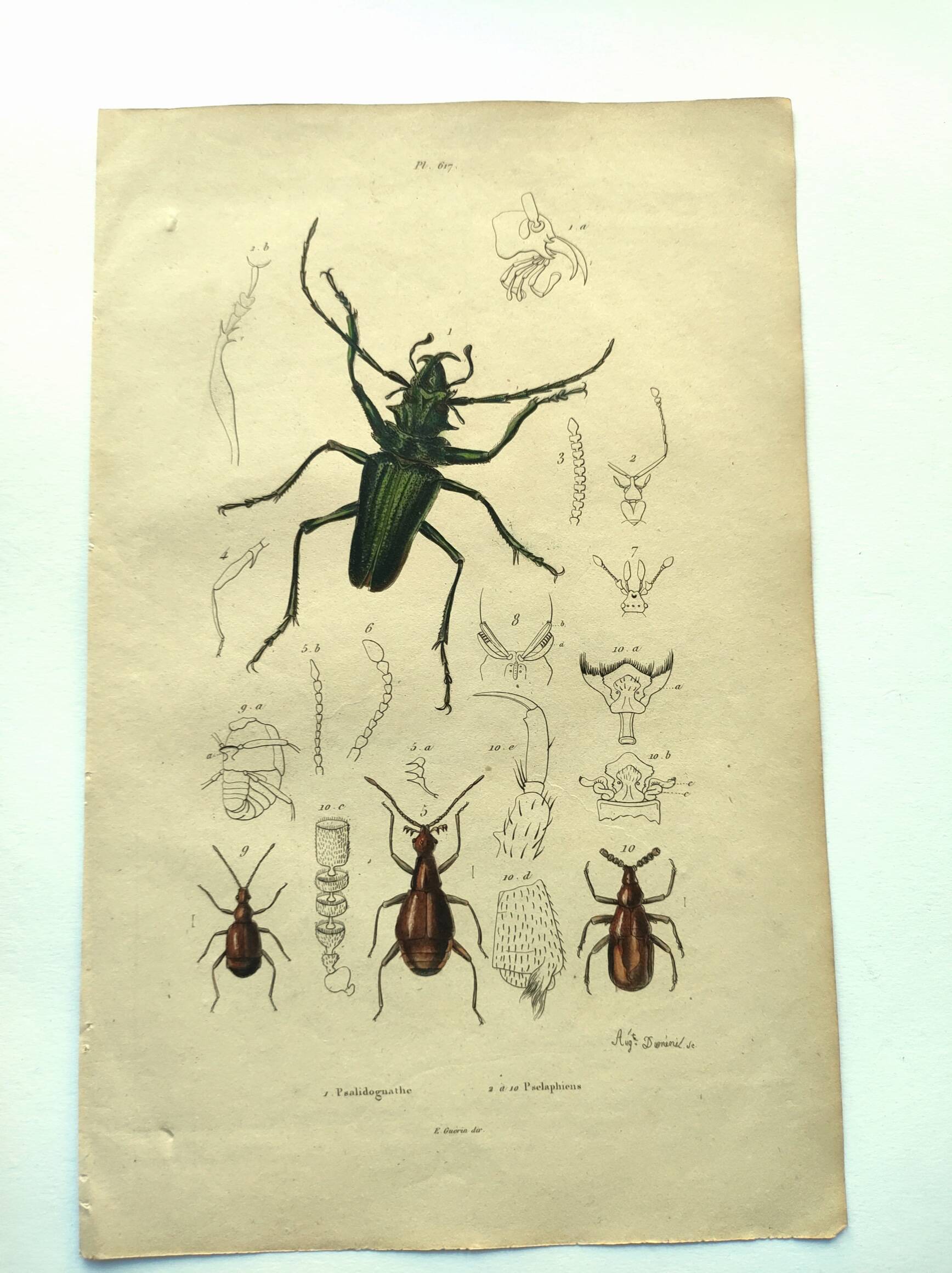 Old engraving from 1839 - Psalidognathus Insect - Hand-colored plate