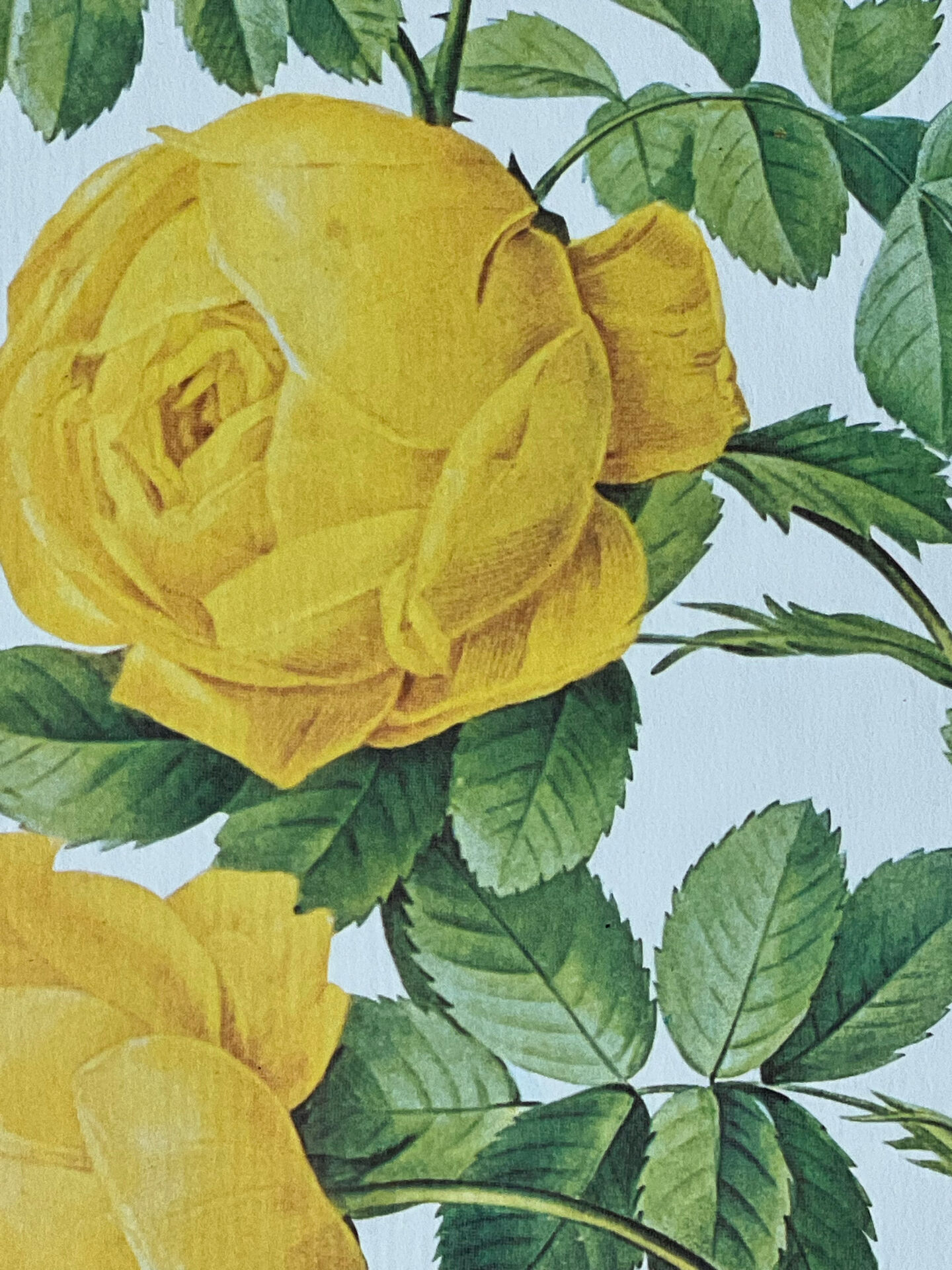 Botanical plate - Sulphur yellow rose 40.4x29.9cm