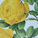 Botanical plate - Sulphur yellow rose 40.4x29.9cm
