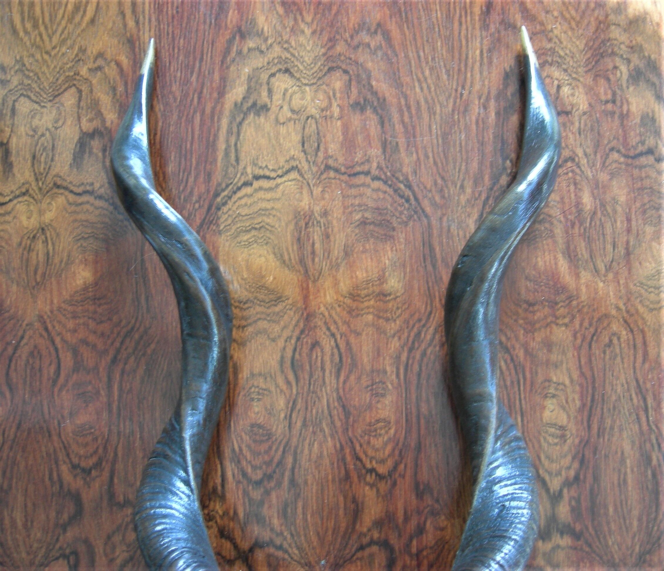 Trophée de chasse massacre d'antilope Kudu