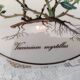 Porcelain box villeroy & boch model botanica "vaccinium myrtillus"