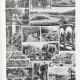 Illustration Millot "Ornamental tree gardens"