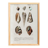 Poster on marine shells, based on an engraving from 1849.