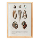 Poster on marine shells, based on an engraving from 1849.