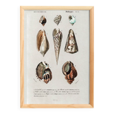 Poster on marine shells, based on an engraving from 1849.
