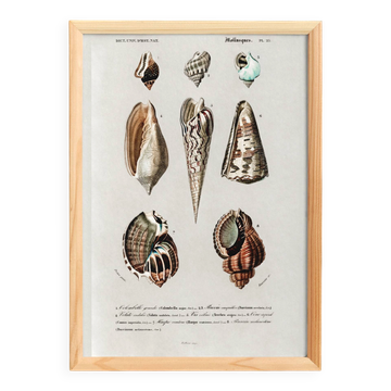 Poster on marine shells, based on an engraving from 1849.