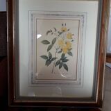 Yellow roses frame pierre jose redoute