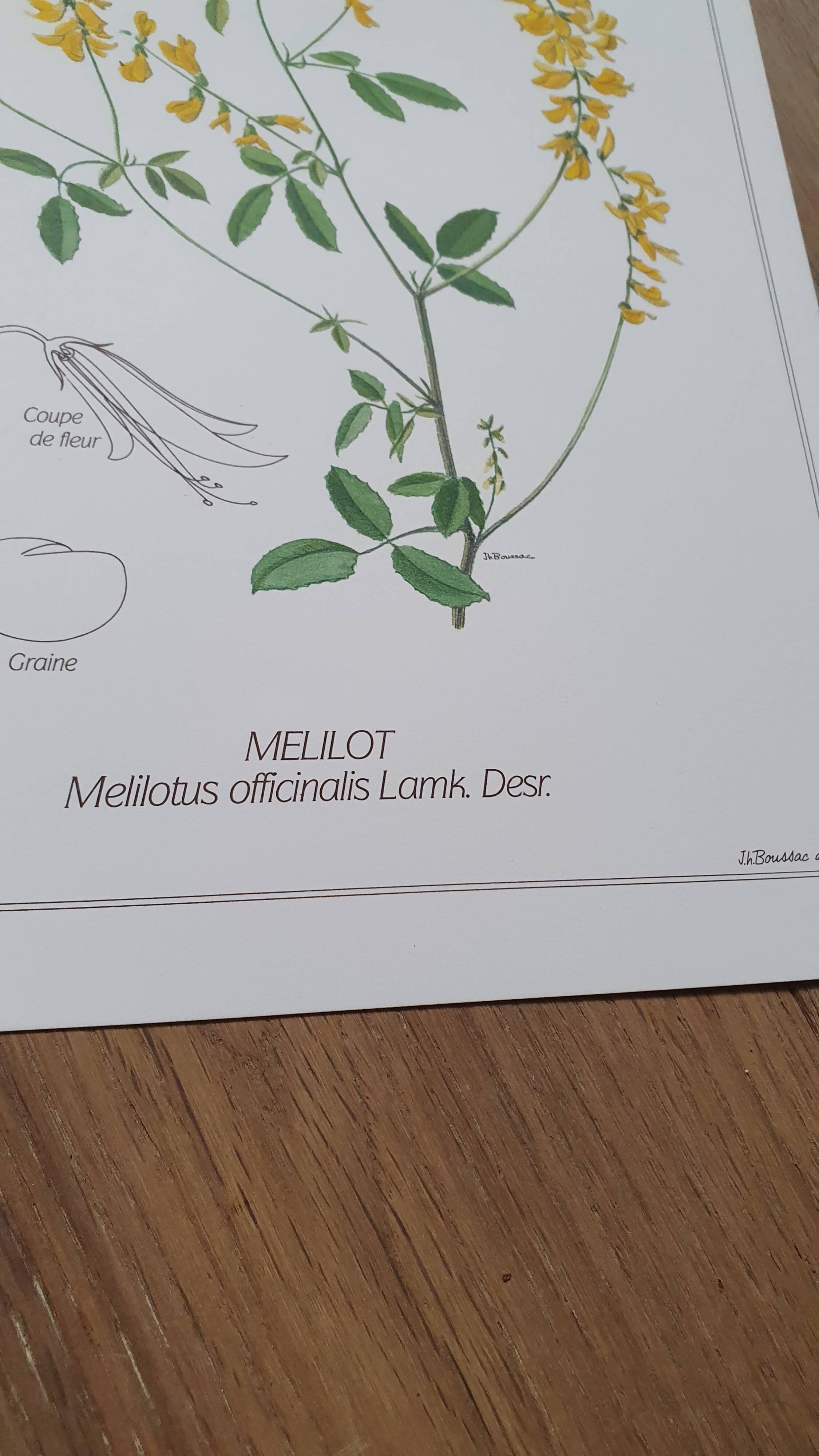 Set of 3 botanical plates "Yellow"- LPR22051B